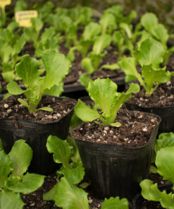Planta de Lechuga Costina 3 unidades