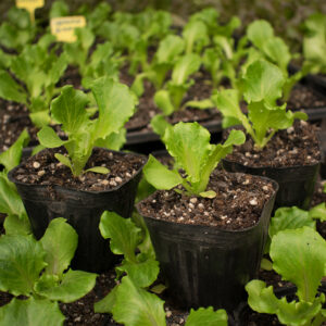 Planta de Lechuga Española 3 unidades