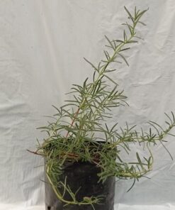 Planta de Romero Grande maceta
