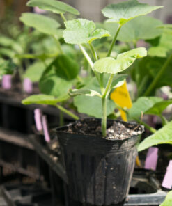 Planta de Melón Tuna