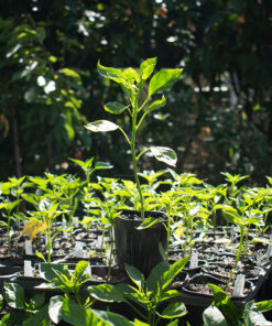 Planta de ají individual Infierno