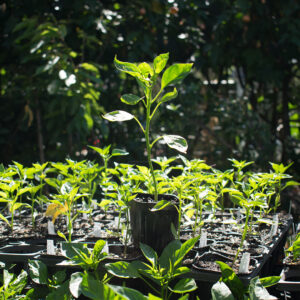 Planta de ají individual Infierno