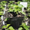 Planta de Ají Enano de maceta (putamadre)