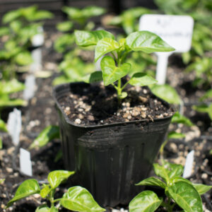 Planta de Ají Enano de maceta (putamadre)