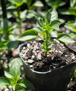 Planta de Pimiento Padrón