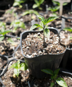 Planta de Ají Cayena