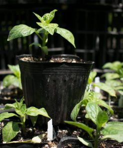 Planta de Ají Habanero