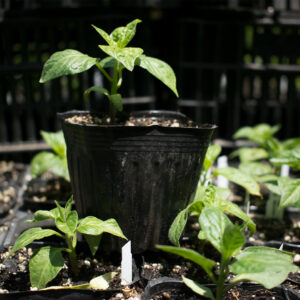 Planta de Ají Habanero