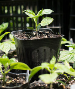 Planta de Ají Rocoto