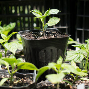 Planta de Ají Rocoto