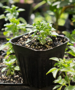 Planta de Albahaca Hoja fina (Griega)