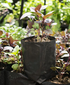 Almácigo de albahaca morada multiple