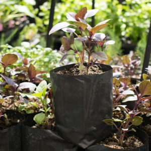 Almácigo de albahaca morada multiple