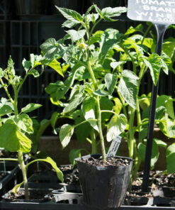 Planta de Tomate Herencia Brandywine LMV