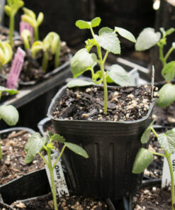 Planta de Okra
