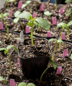 Planta de Pepinillo