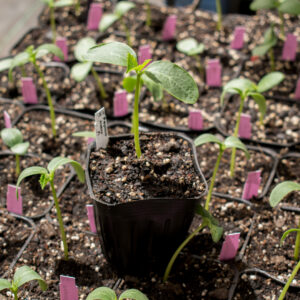 Planta de Pepino Árabe