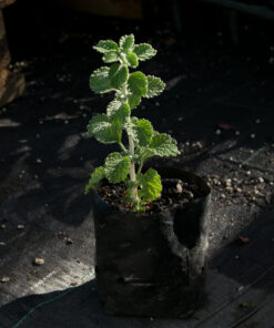 Planta de Toronjil Cuyano
