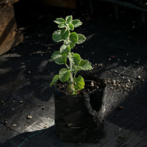 Planta de Toronjil Cuyano