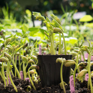 Almácigo de poroto verde Apolo