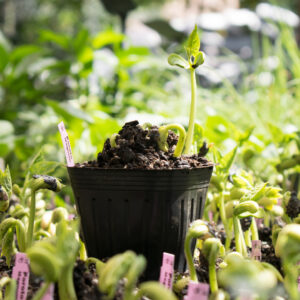 Almácigo de poroto verde Magnum