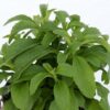 Planta de Stevia