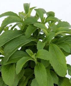 Planta de Stevia