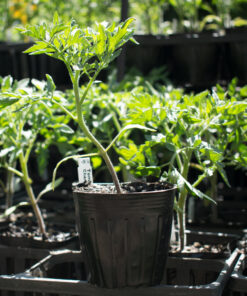 Planta de Tomate Cherry Angelle F1