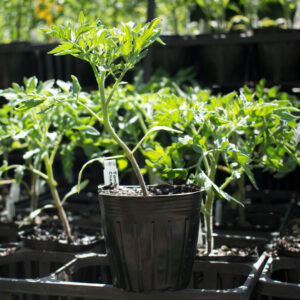 Planta de Tomate Cherry Herencia Cream