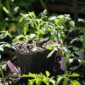 Planta de Tomate Cherry Herencia Pera Amarillo