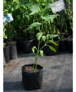 Planta de Topinambur orgánico en bolsa