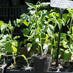Planta de Tomate de colgar
