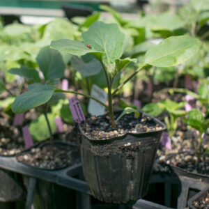 Planta de Berenjena Sharapova