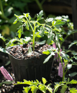 Planta de Tomate Eterei F1 Indeterminado