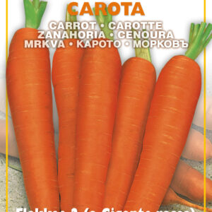 Semillas Ortovivo - Hortus Zanahoria Flakkee