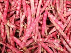 Semillas de Poroto Granado Rubí 1 kg