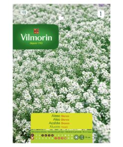Semillas Vilmorin Flores Aliso Blanco