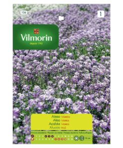 Semillas Vilmorin Flores Aliso Violeta