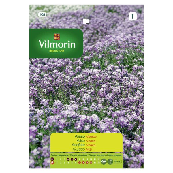 Semillas Vilmorin Flores Aliso Violeta