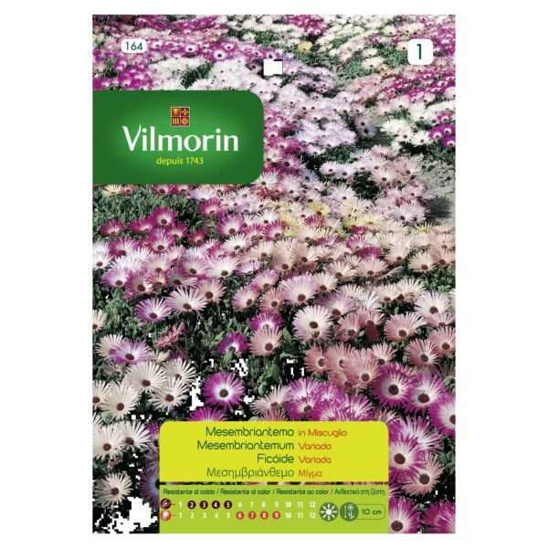 Semillas Vilmorin Flores Ficoide Variada - Tapiz Mágico