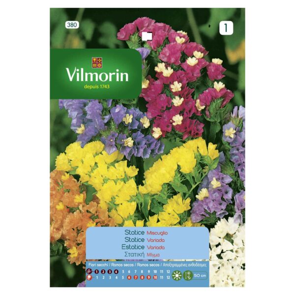 Semillas Vilmorin Flores Estatice Variado