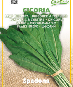 Semillas Ortovivo - Hortus Achicoria de Spadona - Radichetta
