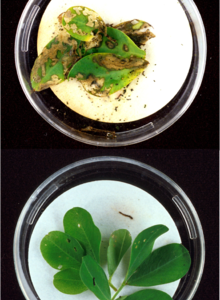 Insecticida biológico para cuncunas y mordedores 10 gr.