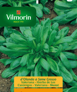Semillas Vilmorin Canónigo o Valeriana
