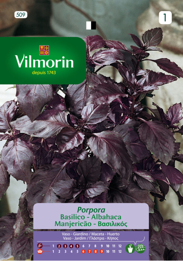 Semillas Vilmorin Albahaca Morada