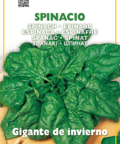 Semillas Ortovivo - Hortus Espinaca Gigante de Invierno