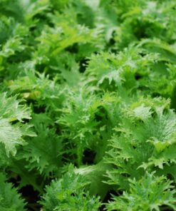 Semillas de Mostaza Verde (3 gr.)