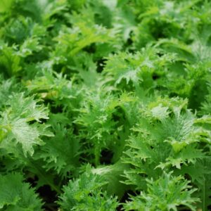 Semillas de Mostaza Verde (3 gr.)