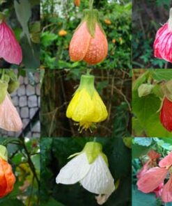 Abutilón Naranjo