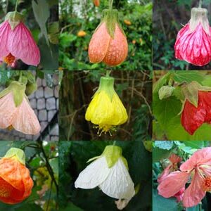 Abutilón Naranjo